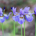 Iris Setosa Blue Purple by paintdipper