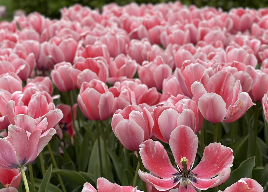 Here Are the Tulips by gardenfolk