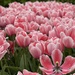 Here Are the Tulips