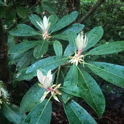31st May 2023 - Rhododendron Trio