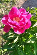 31st May 2023 - Peony in Full Bloom