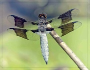 31st May 2023 - Common Whitetail Dragonfly