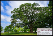 31st May 2023 - Willow Oak