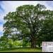 Willow Oak by hjbenson