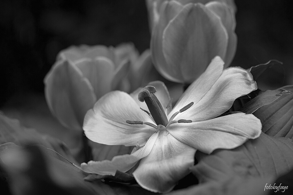 Tulips in black and white by fayefaye