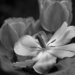 Tulips in black and white by fayefaye