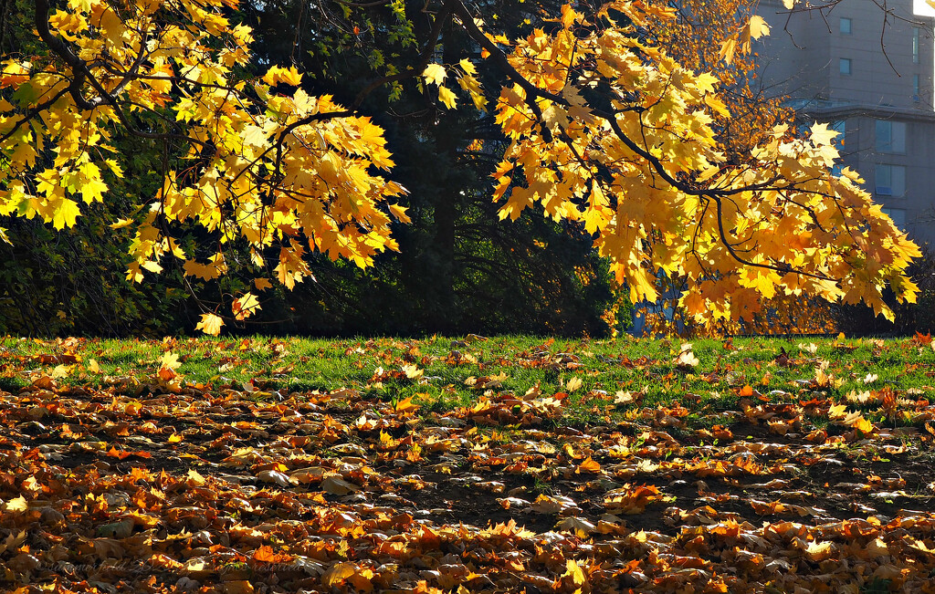 autumn leaves by summerfield