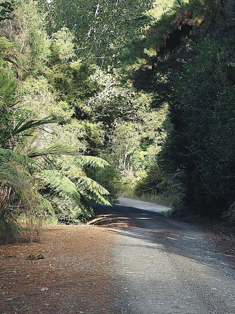 Road leaving Forest Pools by Dawn