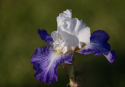 31st May 2023 - Iris Flower