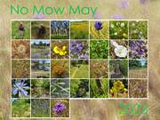 1st Jun 2023 - No Mow Calendar