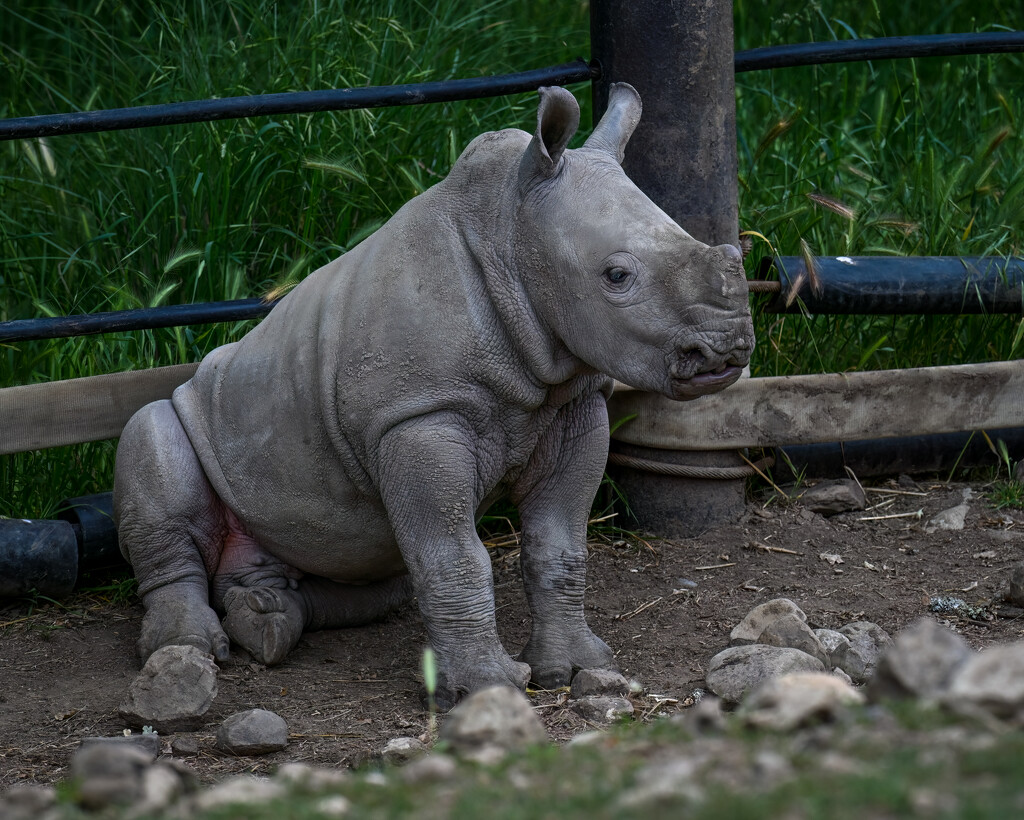 Baby Rhino by nicoleweg