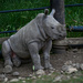 Baby Rhino by nicoleweg