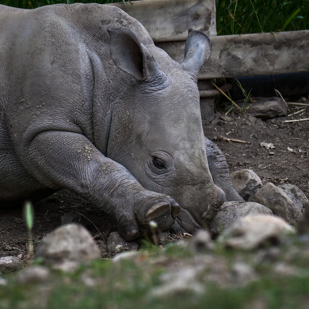 Baby Rhino by nicoleweg
