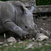 27th May 2023 - Baby Rhino