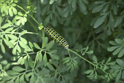 26th May 2023 - Caterpillar 