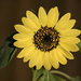 Sunny Flower 