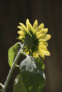 29th May 2023 - Back of the sunflower 