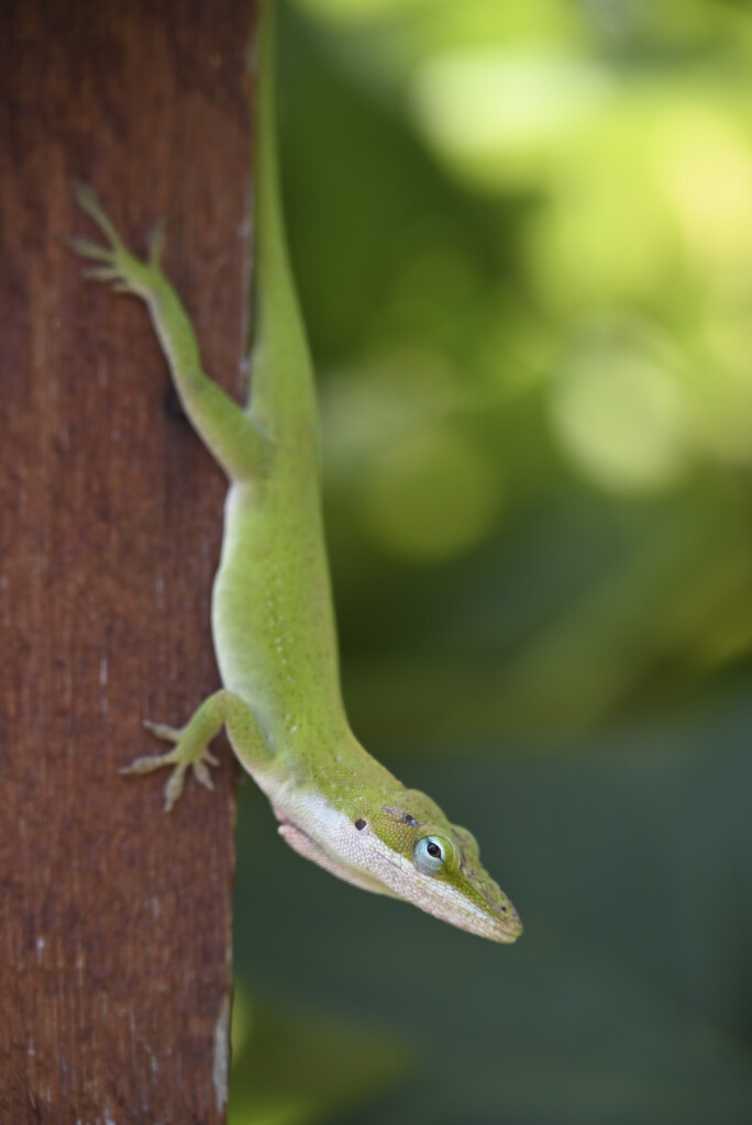 Anole by metzpah