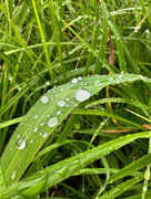 1st Jun 2023 - It Rained This Morning