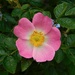 Wild rose by 365anne
