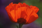 30th May 2023 - Poppy