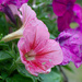 New Petunias... by thewatersphotos
