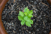 21st May 2023 - Basil from seed...