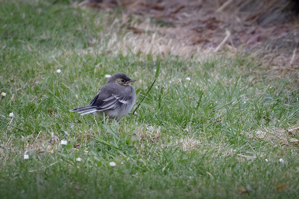 Fledgling on the Lawn by marshwader