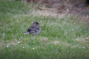 30th May 2023 - Fledgling on the Lawn