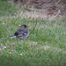 Fledgling on the Lawn