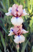 1st Jun 2023 - Stacked Irises