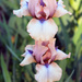 Stacked Irises by paintdipper