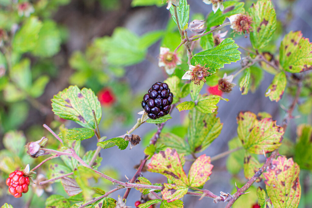 Lone Blackberry... by thewatersphotos