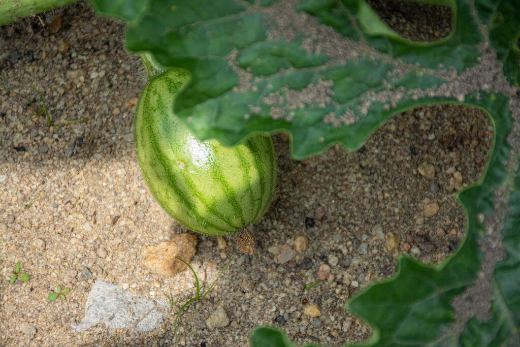 Tiny watermelon... by thewatersphotos