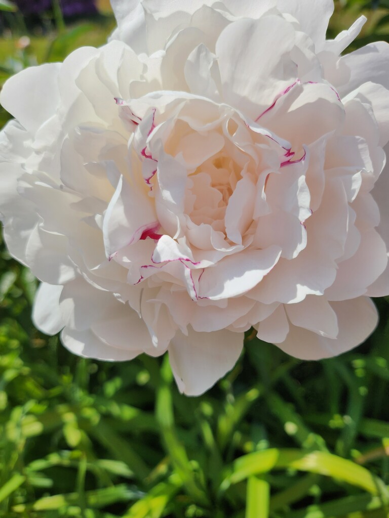 Peony by green_eyes