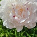 Peony