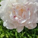 Peony by green_eyes