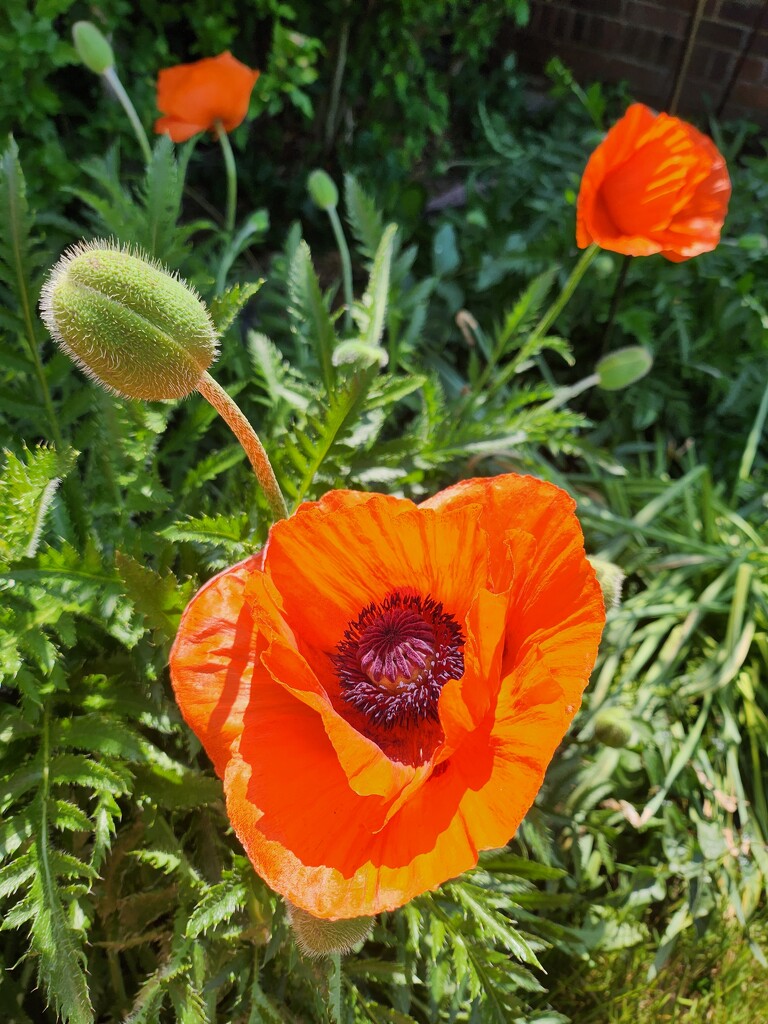 Poppies in bright sun by green_eyes
