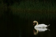 1st Jun 2023 - Lone swan.....