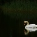 Lone swan.....