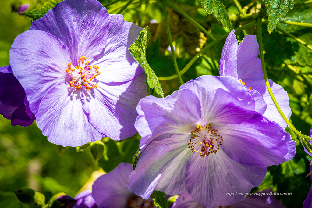 Clematis by nigelrogers