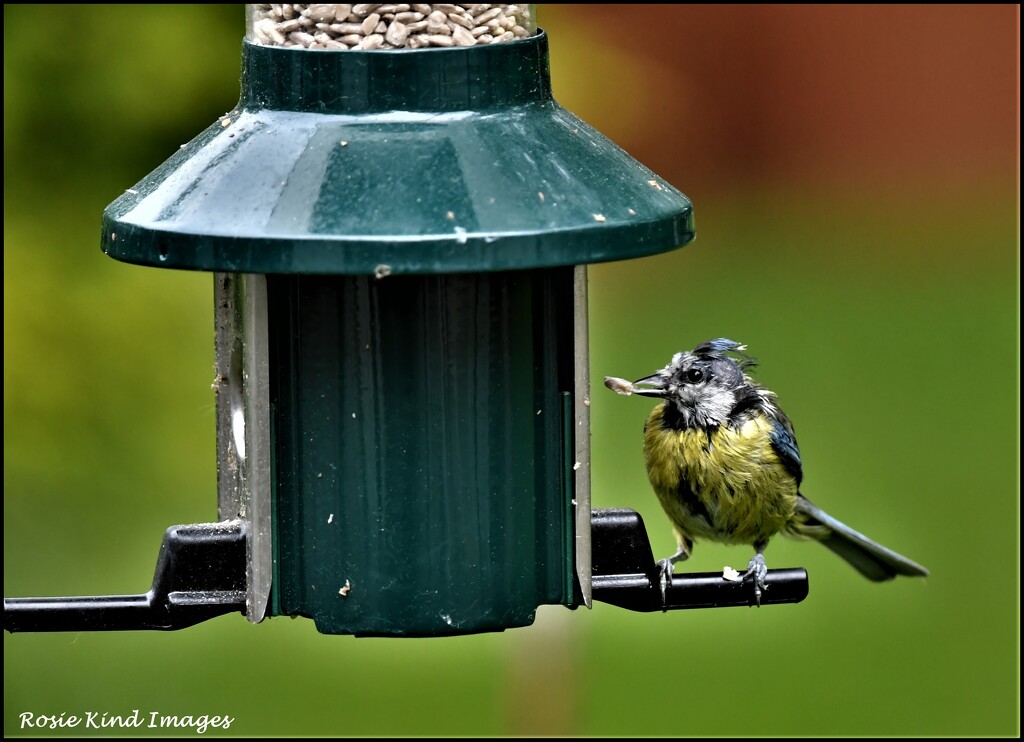 One of the young blue tits on the feeder by rosiekind