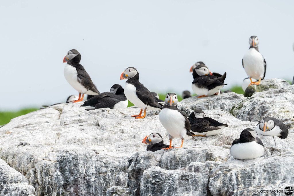 Puffins by yorkshirekiwi