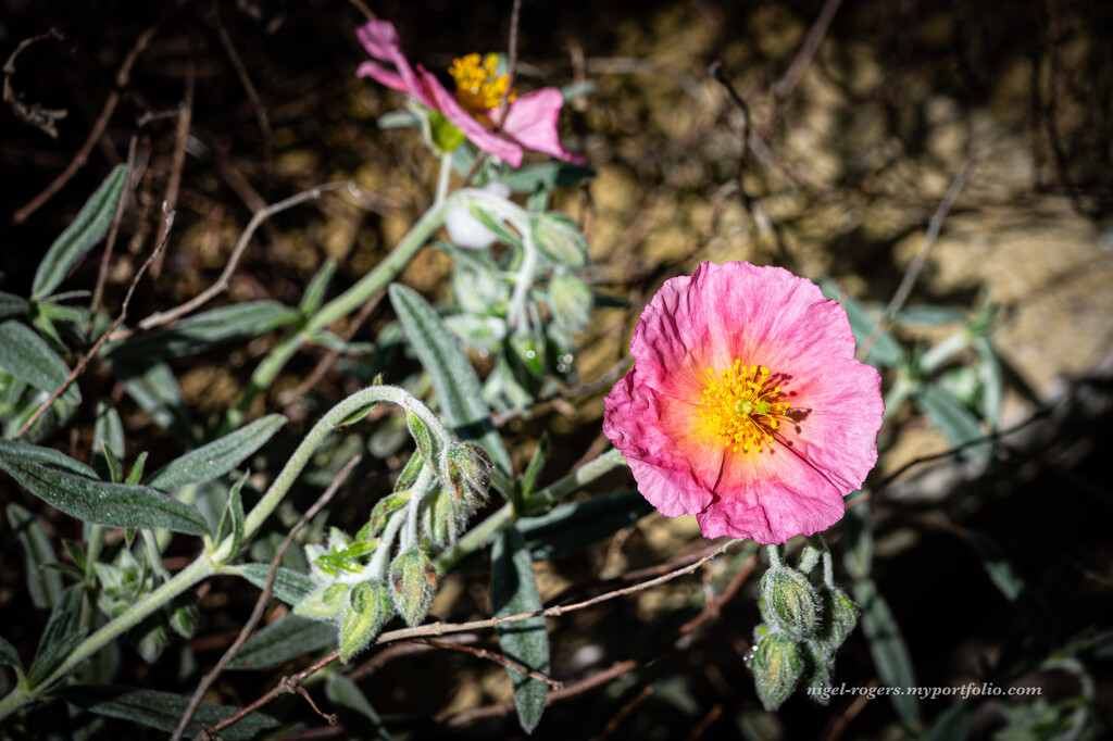 Pink Flower by nigelrogers