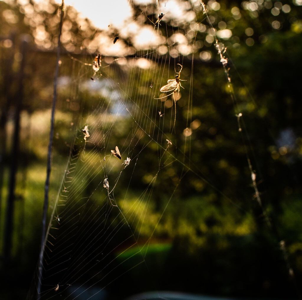 web of life and death by darchibald