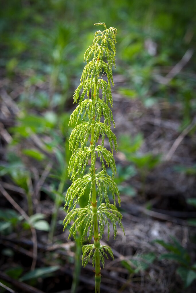 Wood horsetail by okvalle