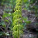 Wood horsetail by okvalle