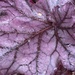 Heuchera Leaf by cataylor41