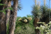 1st Jun 2023 - yuccas forest