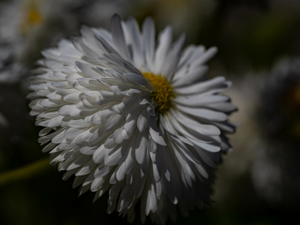 Puffy daisy by haskar